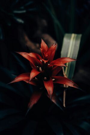 红花1.jpg